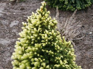 Descripción de la picea canadiense Rainbow End