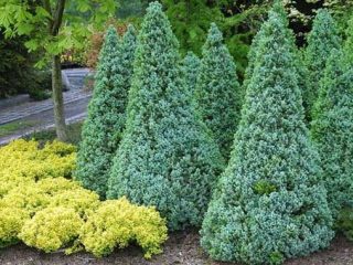 Spruce Sanders Blue