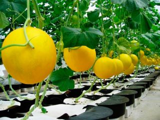 Honey melon: photo and description
