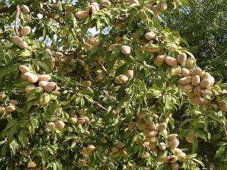 Pokok badam: penanaman dan penjagaan, tumbuh di tanah terbuka