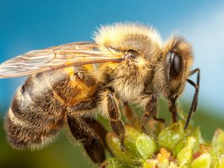 What does a bee look like?