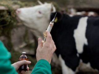 المضادات الحيوية للأبقار
