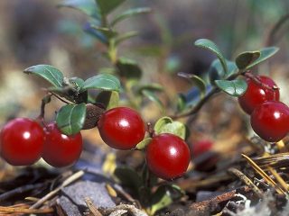 Mirtillo rosso da giardino: semina e cura