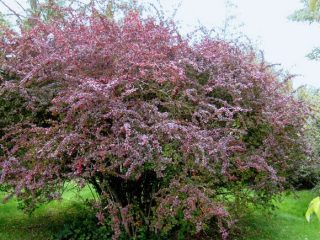صورة ووصف البرباريس المشترك (Berberis vulgaris)
