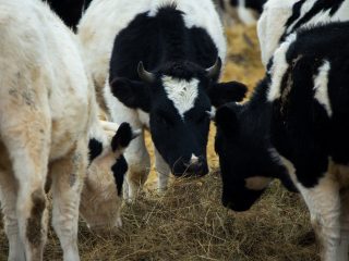 Cattle grading
