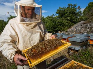 Tratamiento otoñal de las abejas.