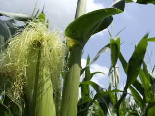 Corn silk: beneficial properties and contraindications, instructions for use
