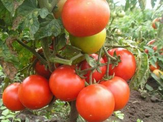 Tomato Snowfall F1: charakteristika a opis odrody