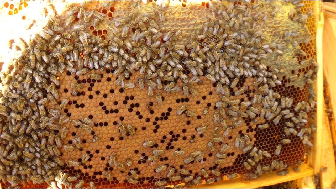 Couvain d'abeilles fauxbourdon, imprimé, bossu, ouvert, panaché — free download