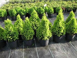 Abeto Glauka (canadiense)