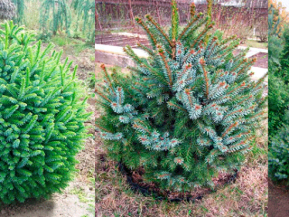 Description of Serbian spruce Nana