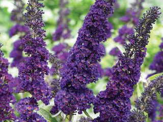 Buddleya Davida Black Knight: زراعة ورعاية