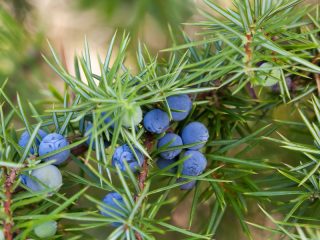 Growing juniper from seeds