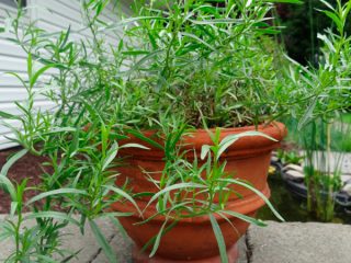 Growing tarragon (tarragon) from seeds