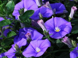 Ipomoea purpurea Starry Waltz (mixture), Paradise stars