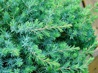 Juniper conferta (pobrežná)