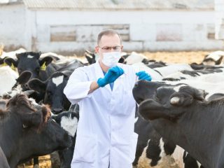 مواعيد تطعيم الأبقار