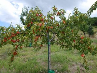 How to care for a peach