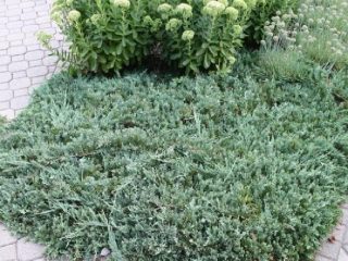 Juniperus horizontale Viltoni