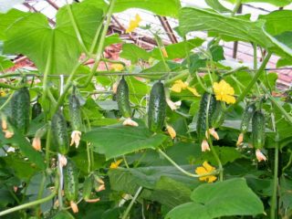 Niño pepino con pulgar