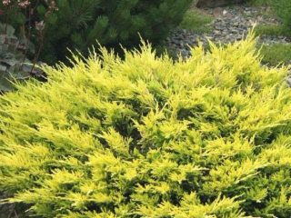Juniper horizontalis Lime Glow