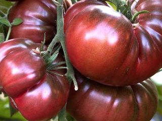 Tomato Chocolate miracle: reviews, photos, yield