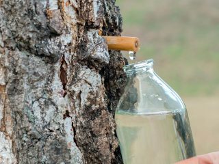 What are the benefits of birch sap for the human body?