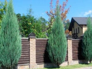 Juniper hedge: photos and tips