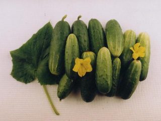 Cucumber Khabar: recenzie, fotografie, výnos