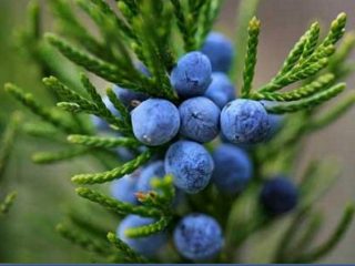 Crimean juniper: photo and description