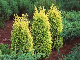 Juniper Gold Con