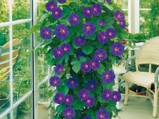 Kemuliaan pagi di balkoni: penanaman dan penjagaan