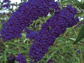 Preparing buddleia for winter in the Moscow region