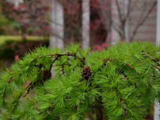 Pendula smrekovec na kmeni