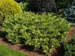 Juniper Cossack Variegata