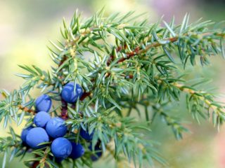 Juniper squamosus Meieri