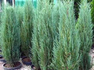 Enebro vulgar Arnold