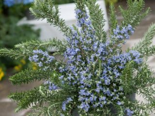 Rosemary herb: what it looks like, where it grows in Russia, description