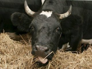 Bluetongue cattle