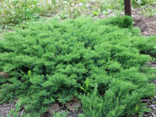 Description of Daurian juniper
