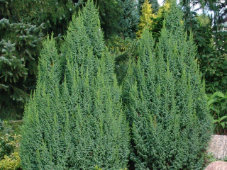 Hard juniper: photo and description