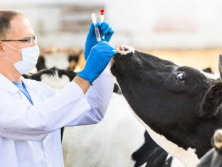 Veterinary rules for animal rabies