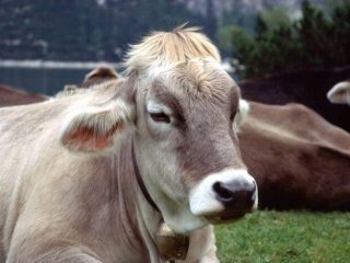 Bloating in a calf