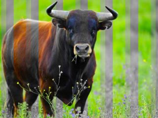 Can bulls differentiate colors?