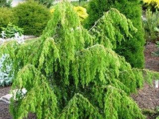 Juniper Horstmann: photo and description