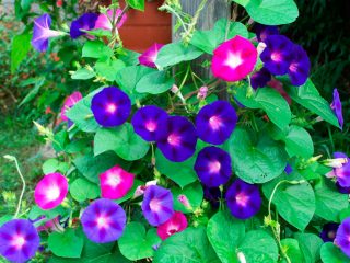 Ipomoea trvalka