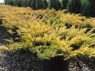 Why does juniper turn yellow in spring, autumn, winter and summer?