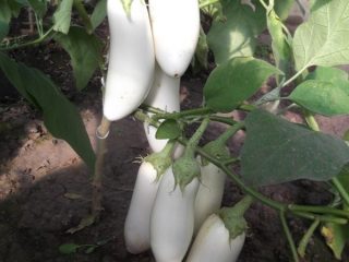 Eggplant Snow: reviews + photos
