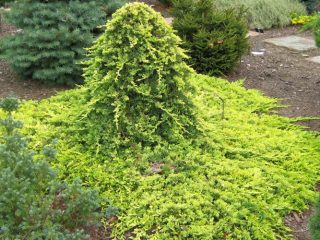 Creeping juniper