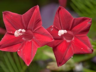 Ipomoea Quamoclit: výsadba a starostlivosť, foto